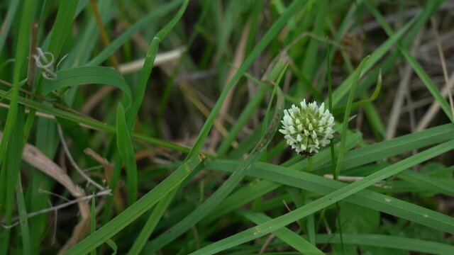Closeup view 4k video of one single white clover flower growing among green wild grass outdoor. Two black ants sitting on flower.