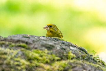 A greenfinch sitting on a stone. In side view. Against a blurred background