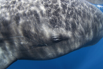 Sperm whale near the surface. A huge whale takes a rest in the Indian ocean. Exotic snorkeling in the ocean. Swimming with the sperm whale.  © prochym