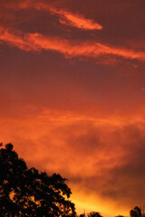 Tree Silhouettes at Sunset with Yellow and Orange Sky and Scattered Clouds