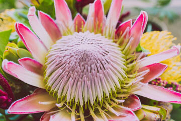 bunch of native Australian flower with proteas and kangaroo paws