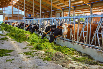 Cows feeding in the barn.
