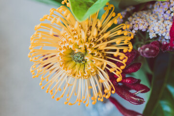 bunch of native Australian flower with proteas and kangaroo paws