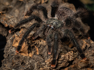 pink footed tarantula resting on tree trunk