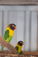 Masked Lovebird in front of a out of focus lovebird. Two animals in yellow, green, red and black