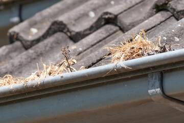 Gutter clogged with grass and leafs, poor maintenance. Plumber needed
