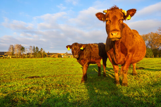 Curious calf with mother on pasture in the mountains.