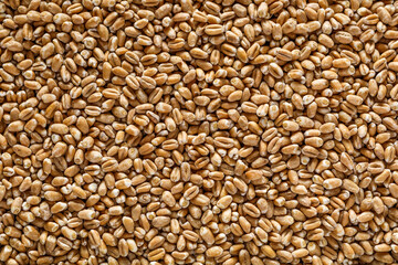  wheat grain texture, natural dry grain on the whole image, macro shot.Conceptual image of harvesting. Diet food concept.horizontal background,.