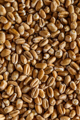  wheat grain texture, natural dry grain on the whole image, macro shot.Conceptual image of harvesting. Diet food concept.horizontal background,.