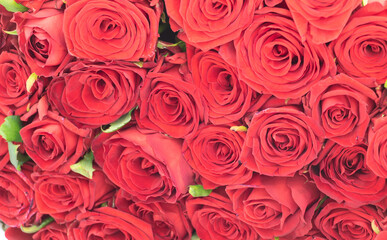 A lot of red roses texture background, bussines from roses concept