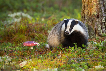 Adorable european badger, meles meles, sniffing in the middle of mountain cranberry moorland during golden hour. Cute badger and mushroom. Forest nocturnal animal out of its hole on sun. - obrazy, fototapety, plakaty