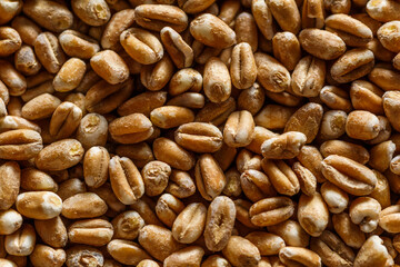  wheat grain texture, natural dry grain on the whole image, macro shot.Conceptual image of harvesting. Diet food concept.horizontal background,.