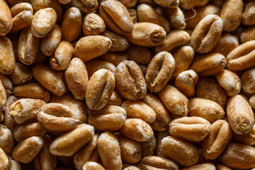  wheat grain texture, natural dry grain on the whole image, macro shot.Conceptual image of harvesting. Diet food concept.horizontal background,.