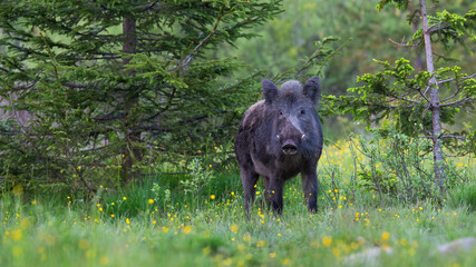 Wild boar, sus scrofa, standing in forest in summertime nature. Brown hog looking to the camera in woldflowers in springtime. Dirty swine watching on grassland.