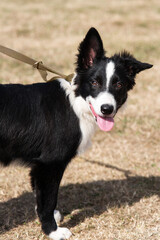 chiot border collie 