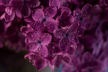 Obraz premium Beautiful purple lilac flowers. Macro photo of lilac spring flowers.