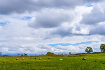 北海道美瑛の羊