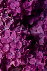 Fototapeta premium Beautiful purple lilac flowers. Macro photo of lilac spring flowers.
