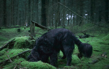 dog in forest, animal, black, nature, wild, wildlife, grass, animals, dog, horse, green, outdoors, moss