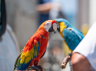 Parrots by the waterfront in San Diego