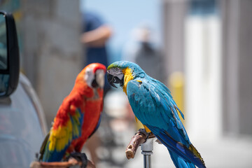 Parrot attraction in San Diego