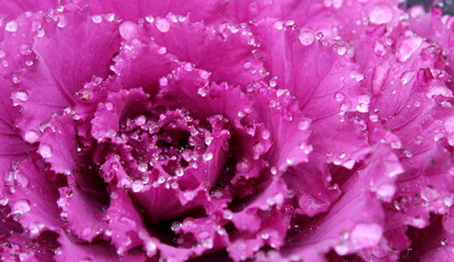 Fiore viola sotto la pioggia in una giornata invernale
