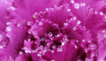 Fiore viola sotto la pioggia in una giornata invernale