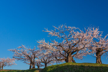 Fototapeta premium 青空の五稜郭公園と満開の桜