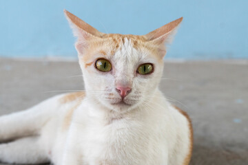 Young beautiful cat blue background