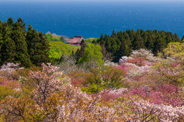 松前公園の桜