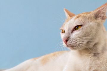 Young beautiful cat blue background