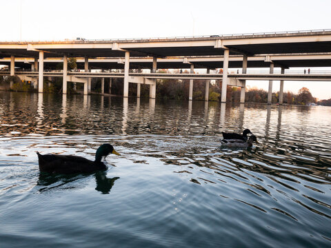 Ducks at Dusk on LadyBird Lake Swimming Toward MoPAC (US-1) Bridge in Austin TX