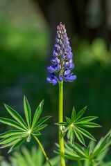 Lupinus polyphyllus large leaved lupine flowers in bloom, purple violet blue flowering tall ornamental wild plant
