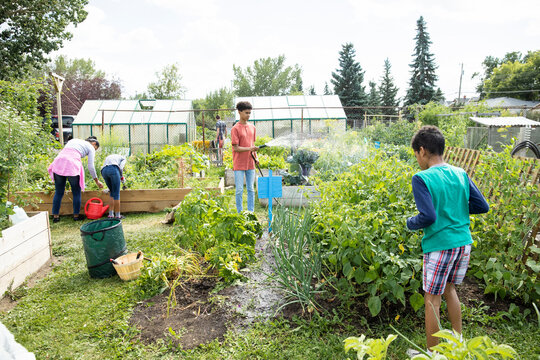 Family Working In Community Garden