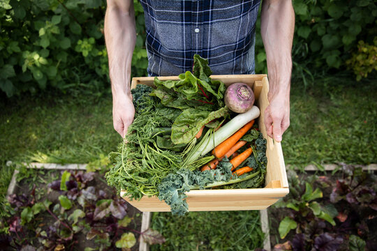 Overhead view of hands carrying crate of freshly picked vegetables