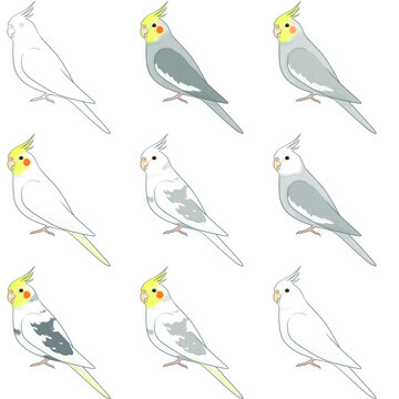 オカメインコ Images – Browse 705 Stock Photos, Vectors, and Video