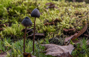Unusual mushrooms in moss. Selective focus.