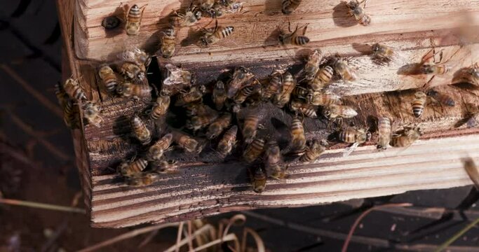 Close-up view of African honey bees entering and exiting a hive 