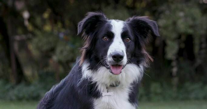 Close-up portrait of an adorably cute Border Collie dog looking straight at camera