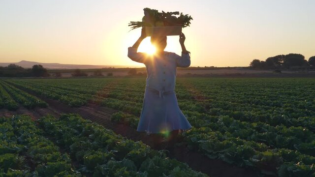 Sunset view of a Black African female farmer walking through vegetable fields carrying a box of beautiful freshly picked vegetables on her head