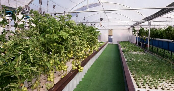 Panning view of vegetables growing in an aquaponic greenhouse