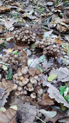 fallen autumn leaves and fungi, mushrooms