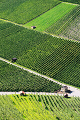 Vineyards near Weinsberg in Germany, Europe