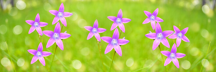 Unfocused summer floral wide banner with bluebells blooming in the green grass