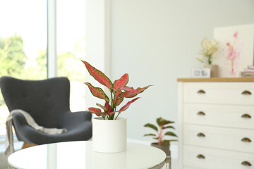 Beautiful houseplant on table in room, space for text