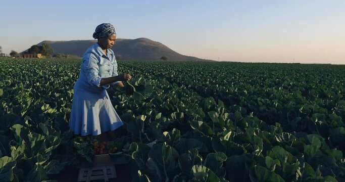 Slow motion zoom in view of a Black African female farmer standing in a vegetable field harvesting vegetables