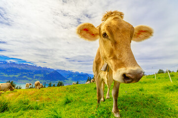 fisheye view of brown cow pasture in alpine green grass along Rigi-Scheidegg railway line with views of Swiss Alps, Schwyz basin, Lake Lucerne. Unterstetten in Canton of Lucerne, Central Switzerland.