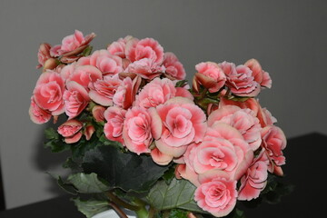 Begonia