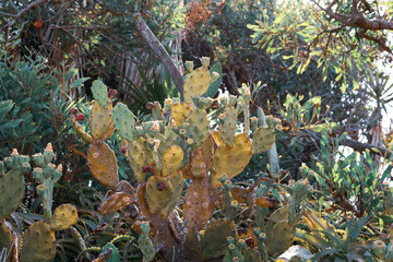 Beautiful Prickly Pear Cactus with burgundy fruits in Ayia Napa coast in Cyprus. Opuntia, ficus-indica, Indian fig opuntia, barbary fig, blooming cactus pear