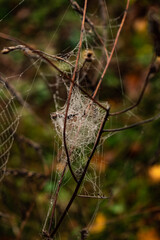 spider on the web